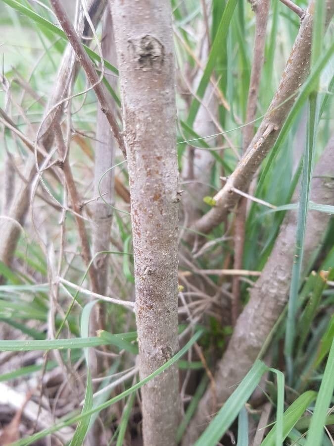 Bursaria spinosa 20