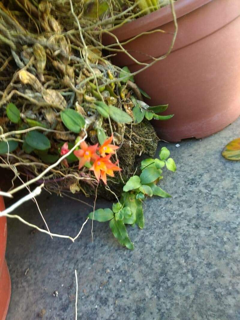 Cattleya 2