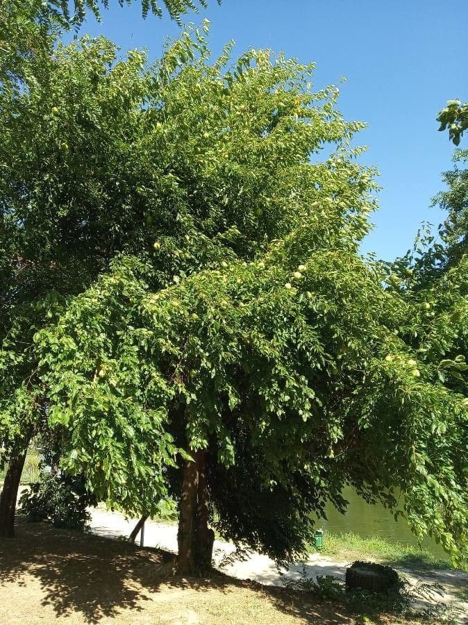 Osagedorn 14