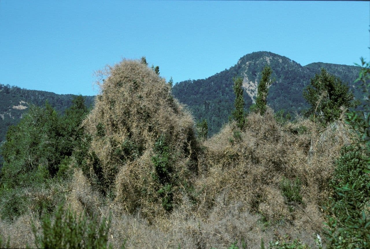 Chusquea
