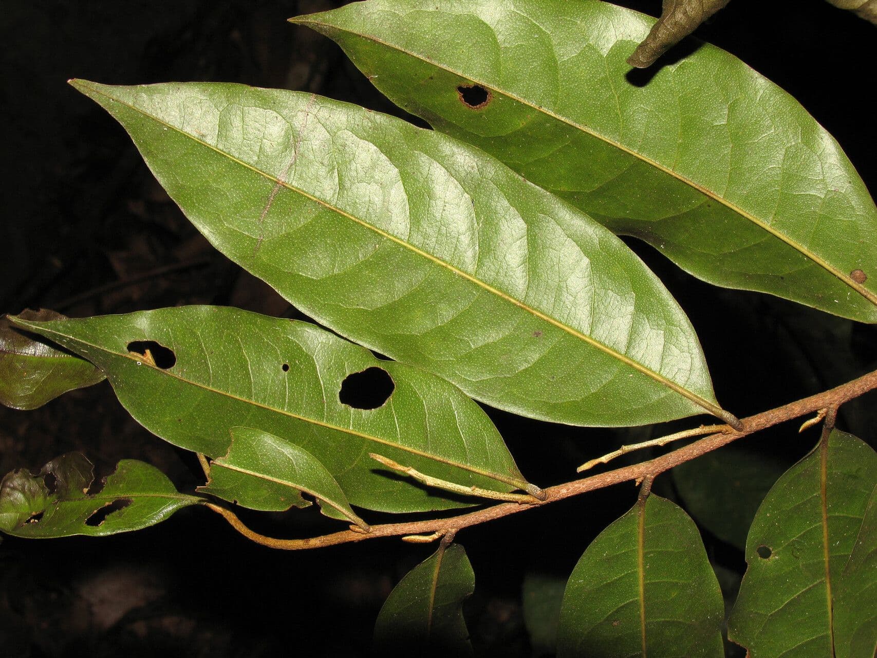 Duguetia 6
