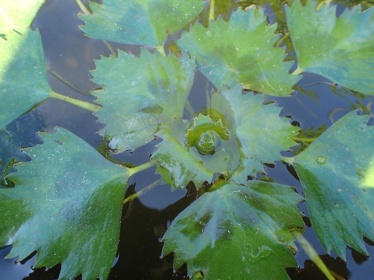 Castagna d'acqua 11