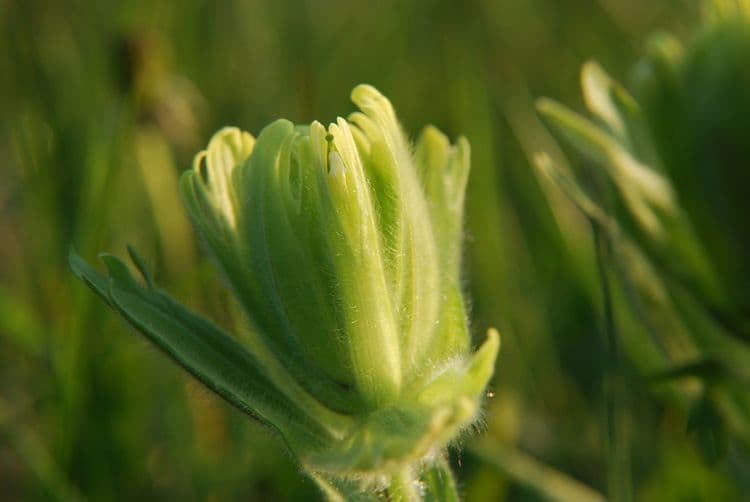 Castilleja cusickii 2
