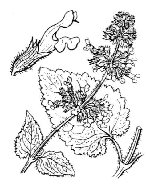 Salvia verticillata 26