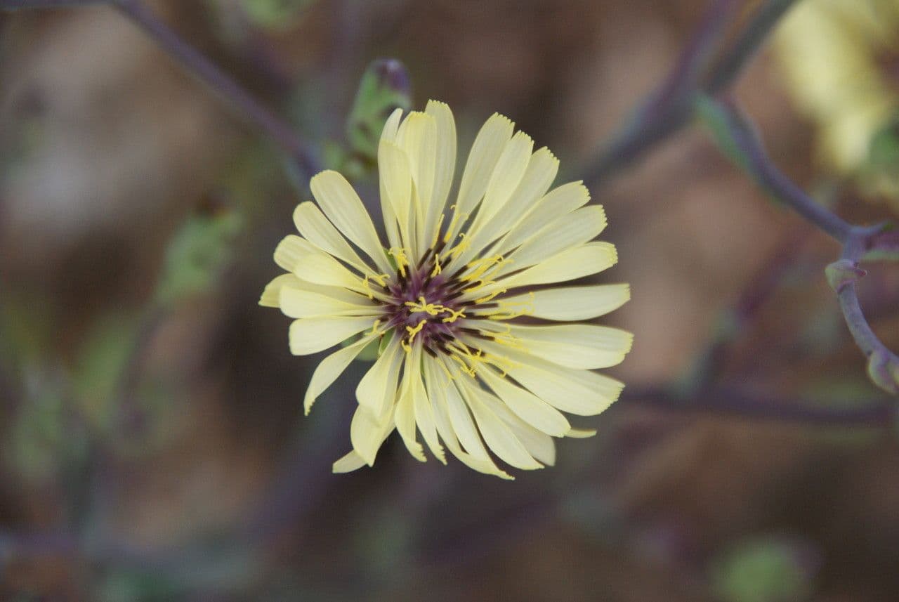 Lattuga tuberosa 2