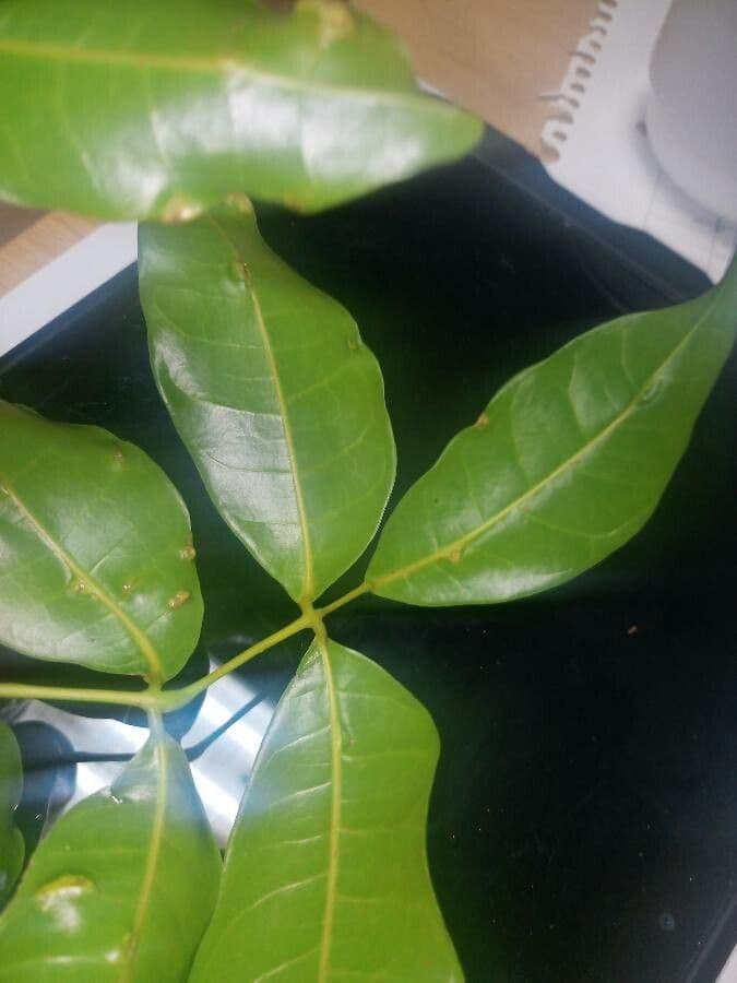Protium heptaphyllum 12