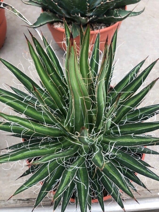 Agave