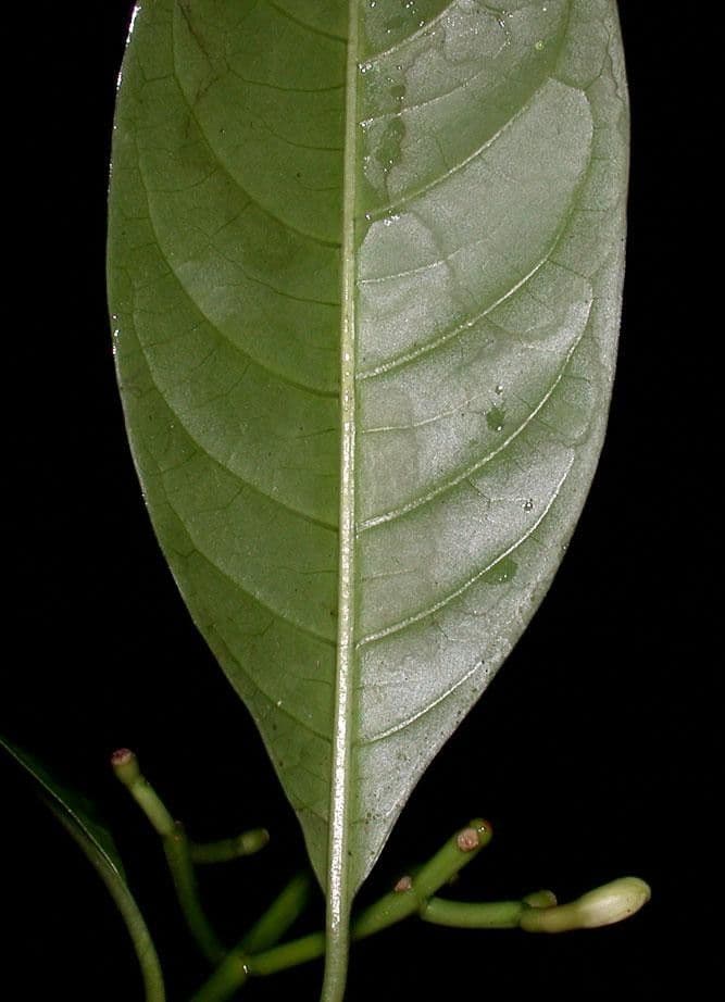 Palicourea 12