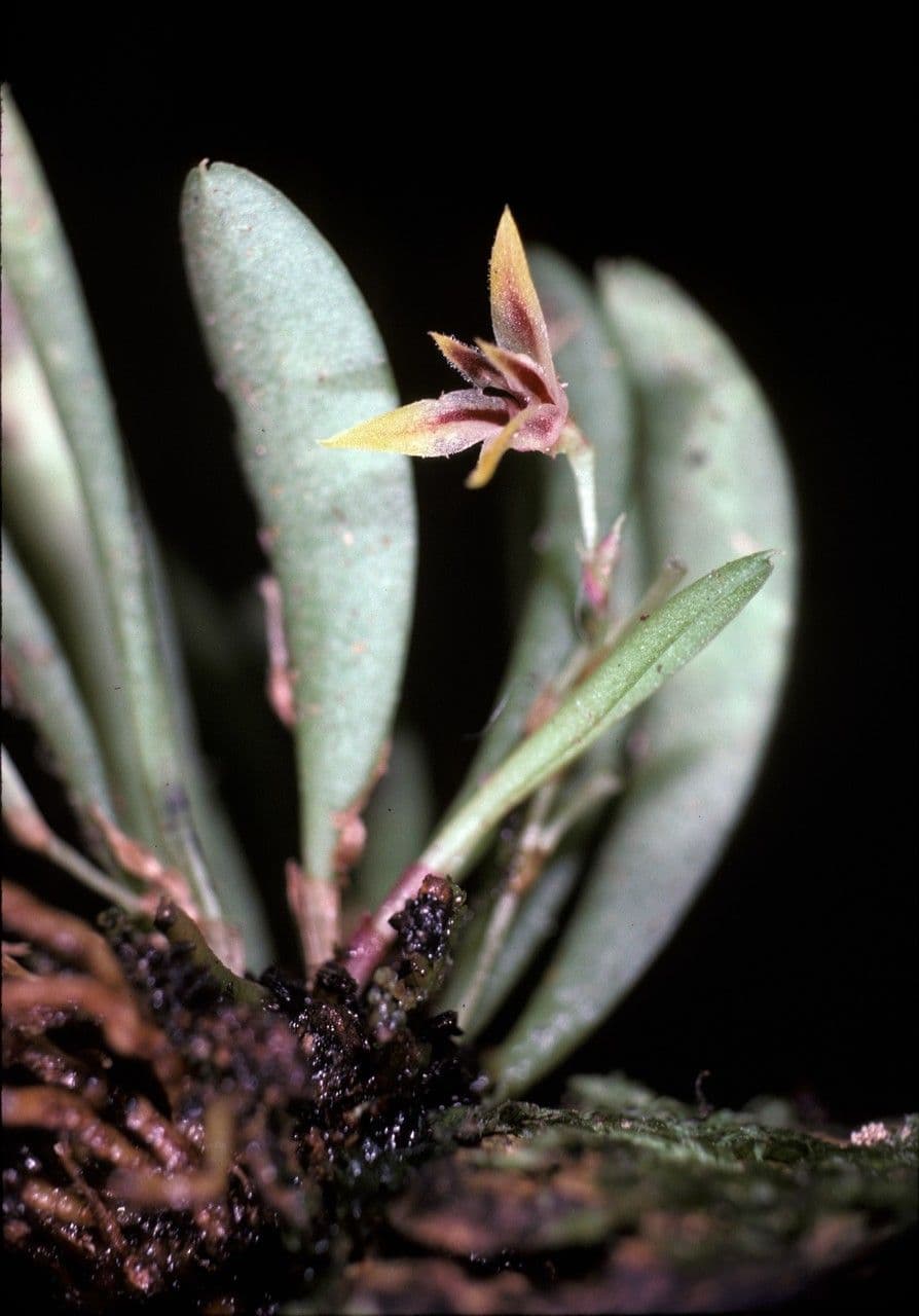 Anathallis 4