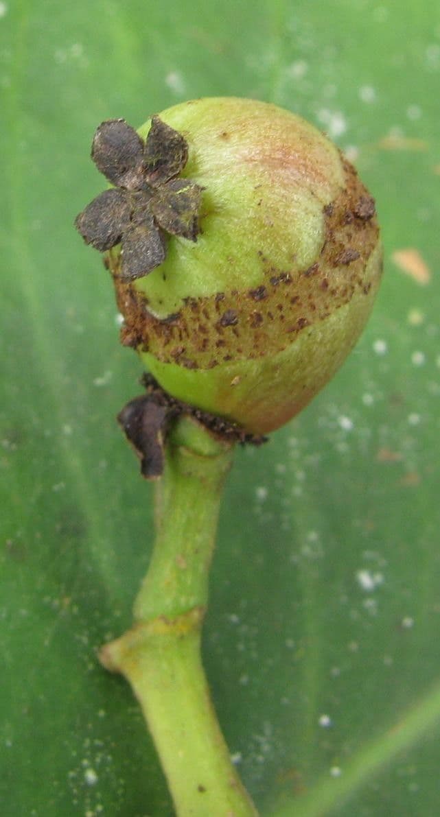 Chrysochlamys 5