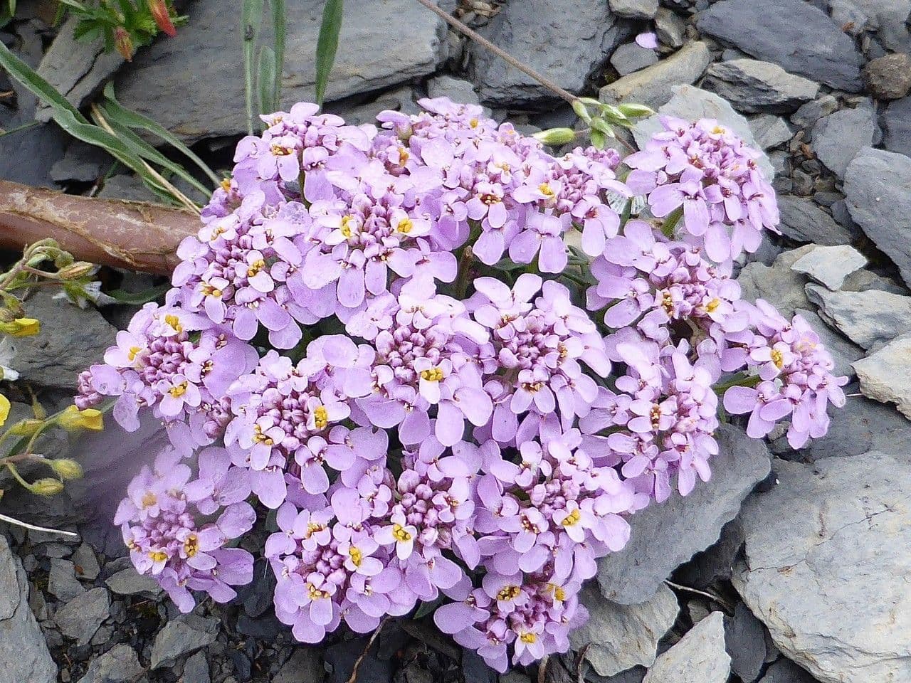 Iberis di Auronsa 3