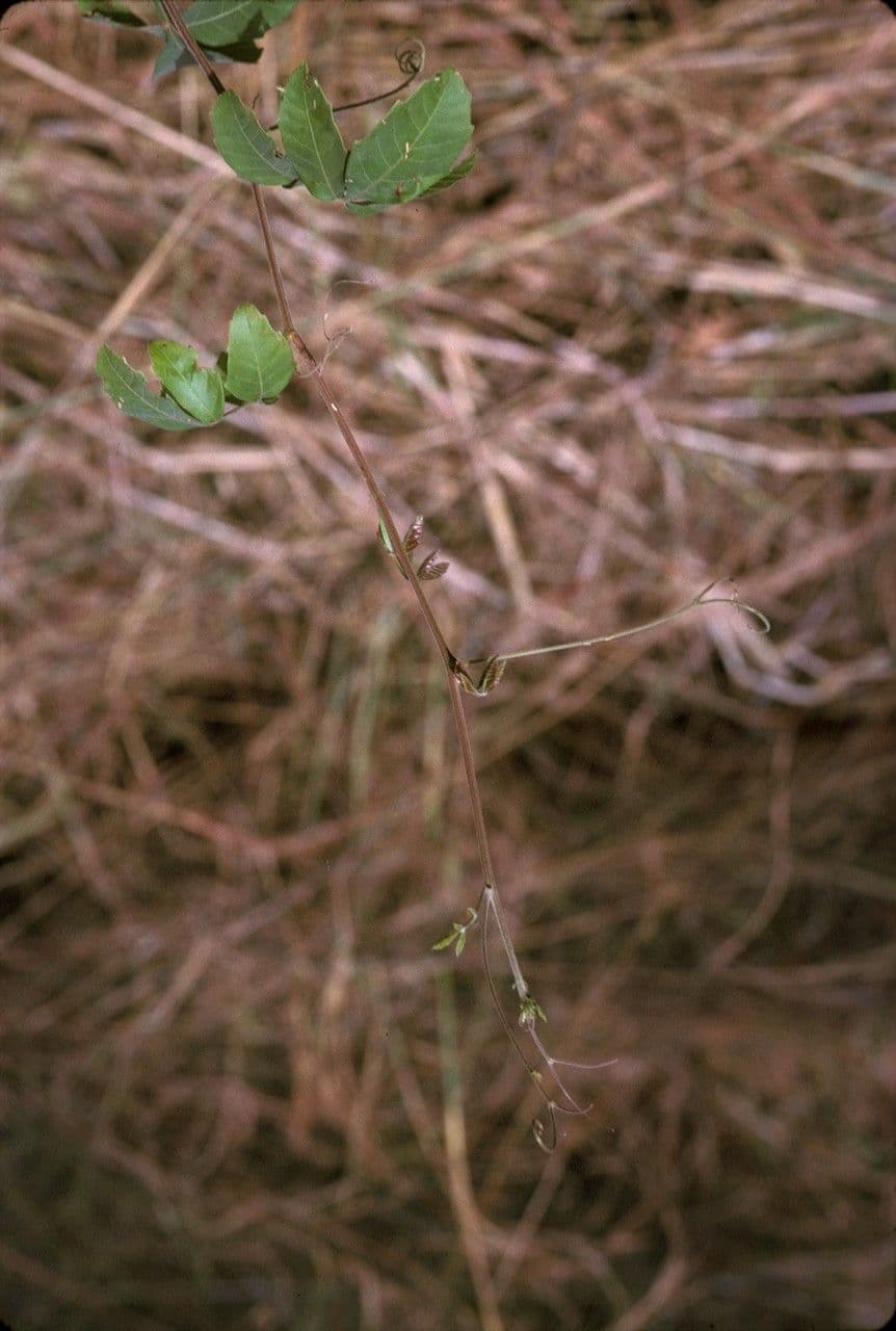 Paullinia pinnata 16