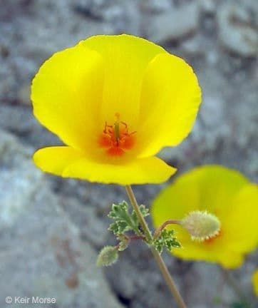 Amapola de San Benito 3