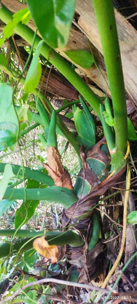 Philodendron géant 17