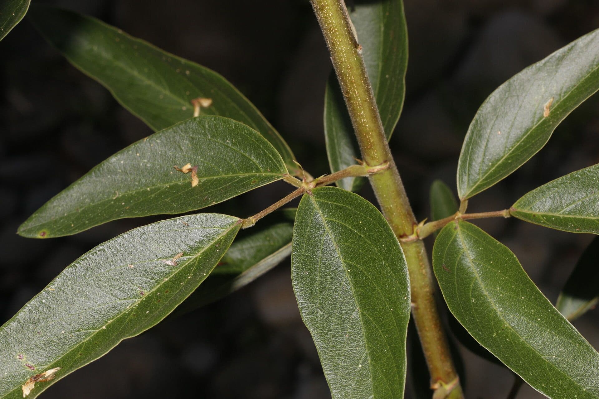 Desmodium cajanifolium 16