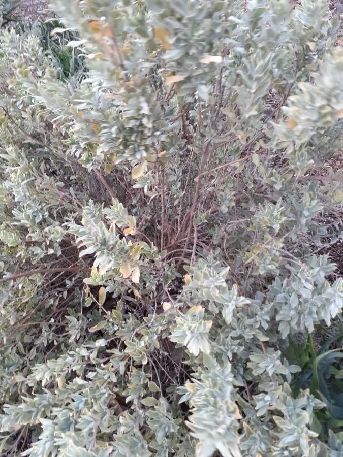 Salvia 4
