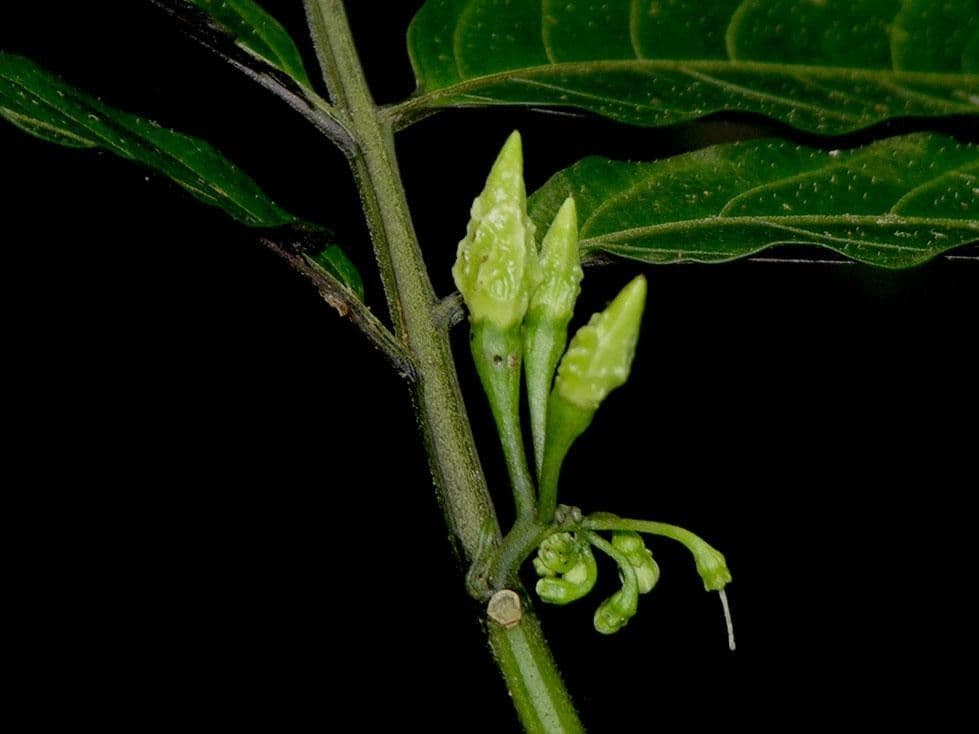 Solanum trizygum 5