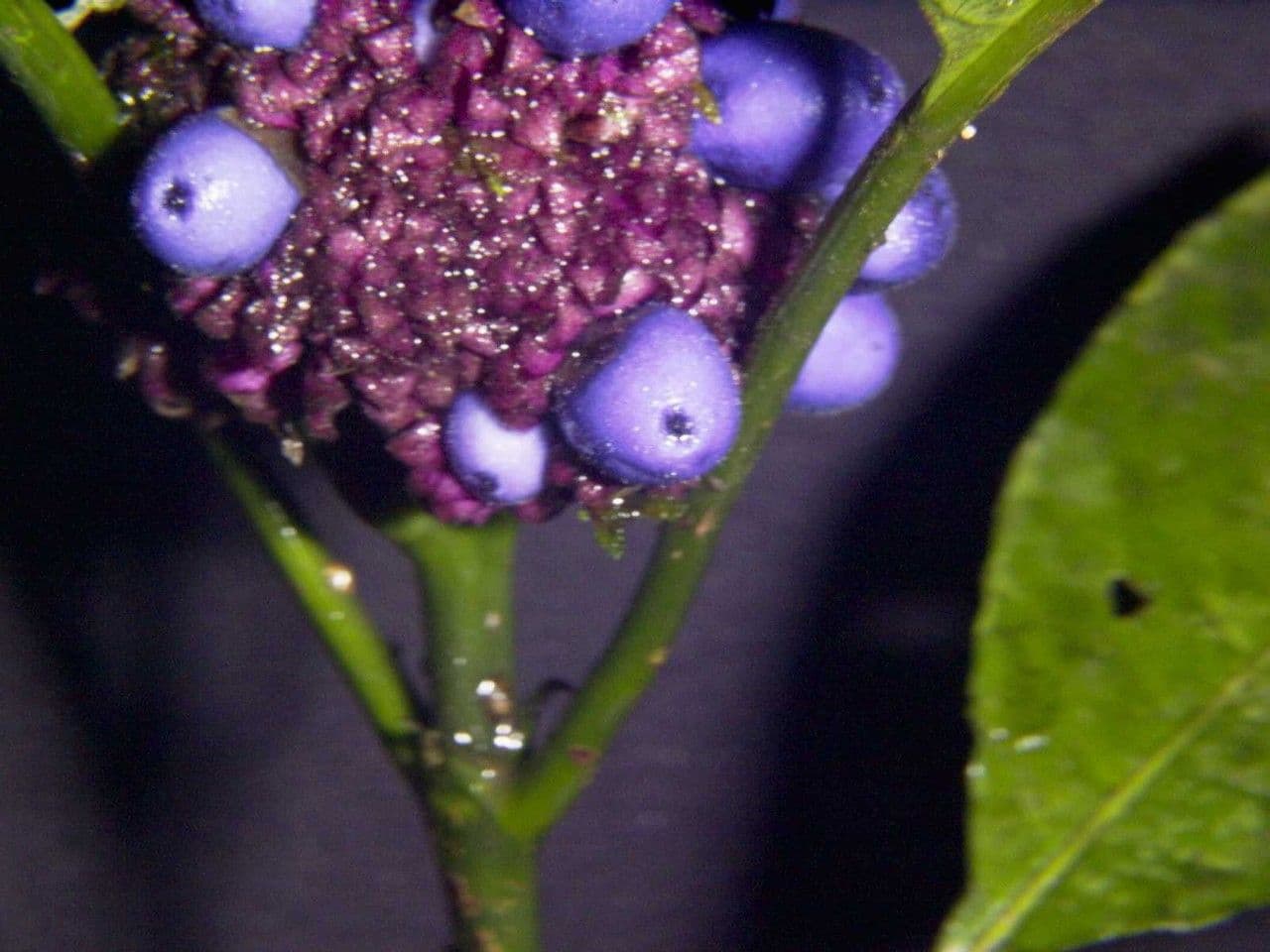 Palicourea 4