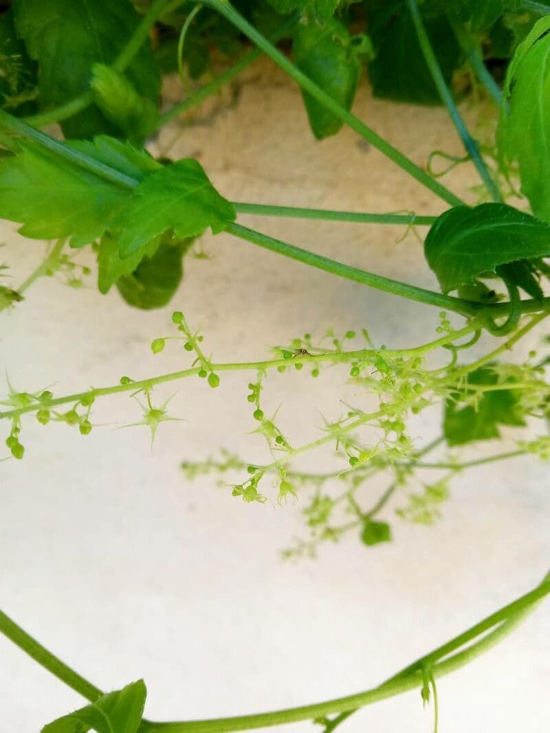 Gynostemma pentaphyllum 4