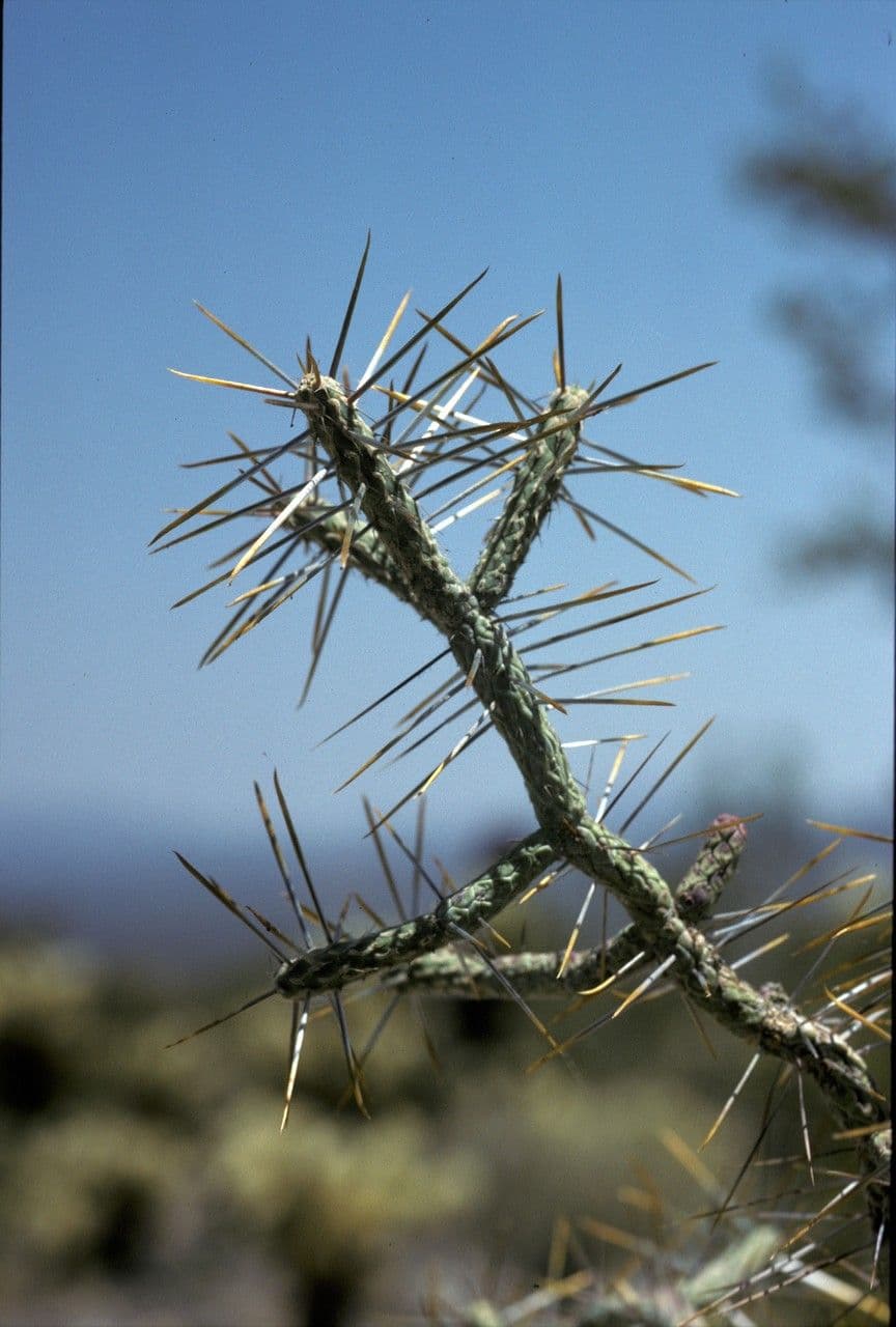 Cylindropuntia ramosissima 7