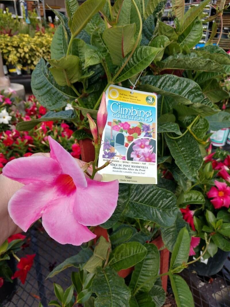 Mandevilla 3