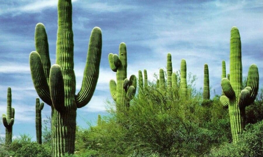 Sahuaro 15