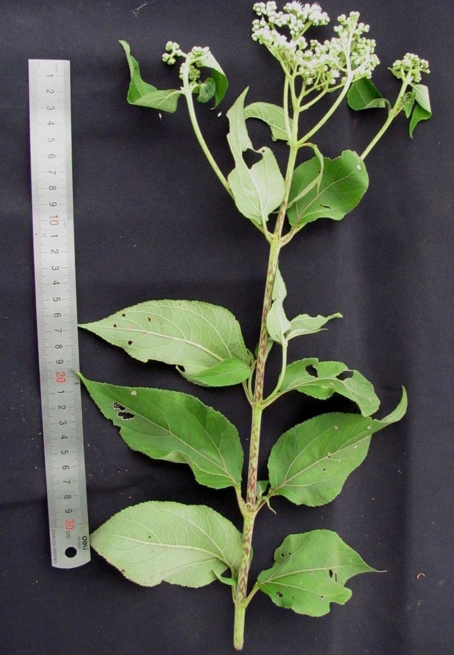 Clibadium 25