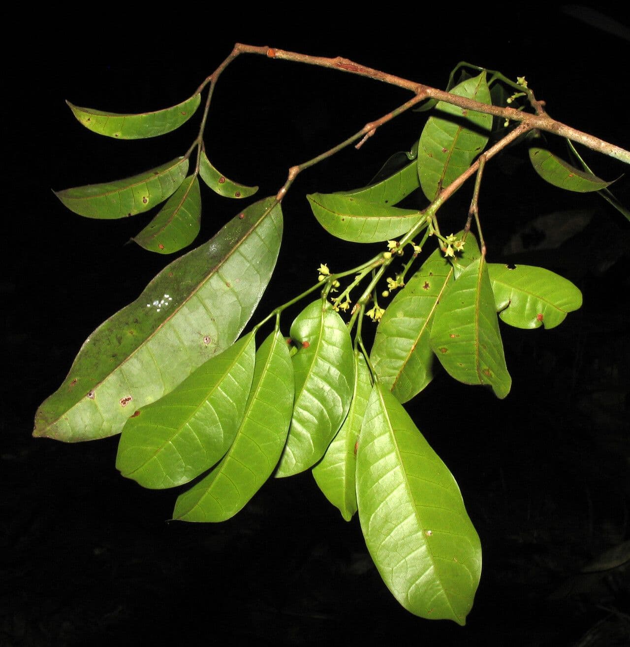 Protium decandrum 3