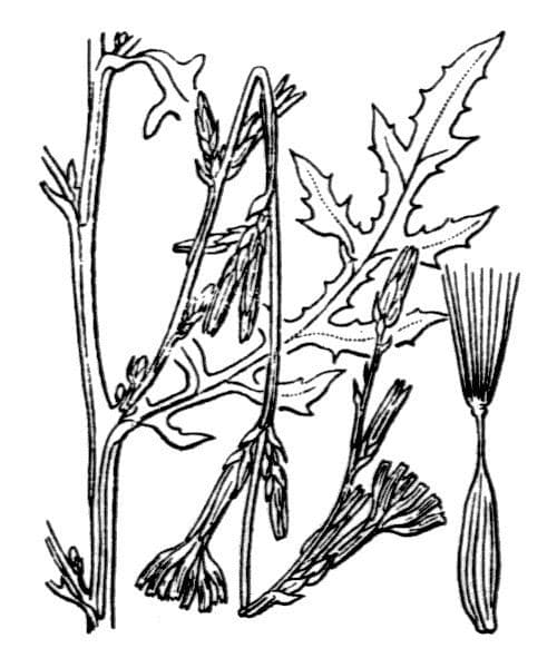 Lattuga viminea 26