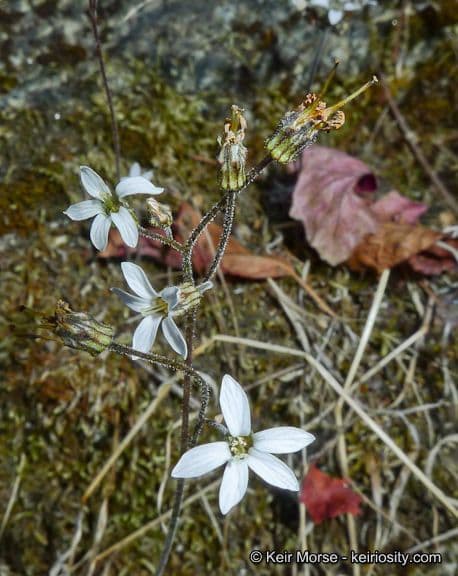 Jepsonia parryi 8