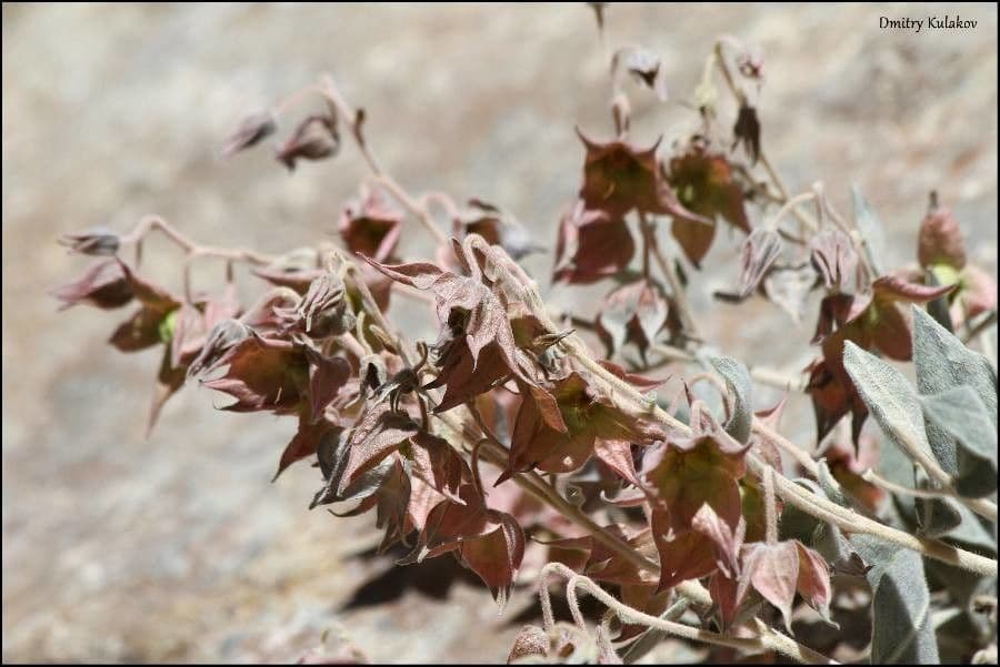 Trichodesma 2