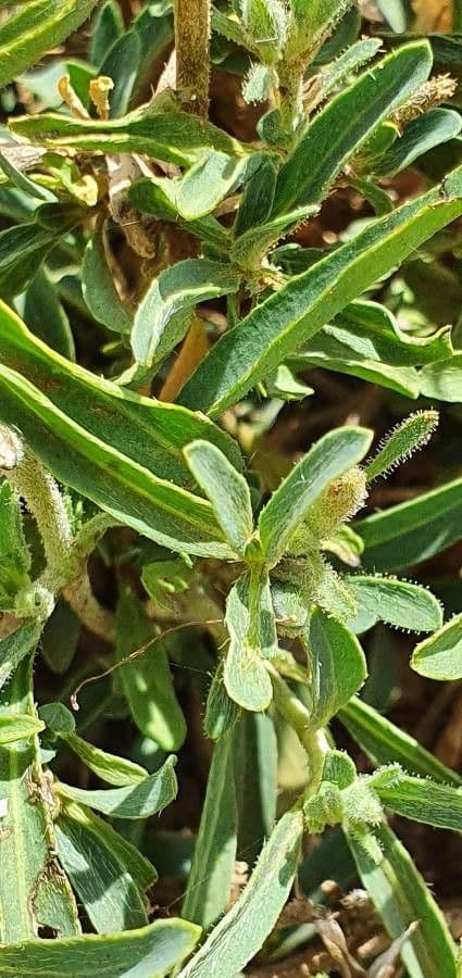 Barleria argentea 14
