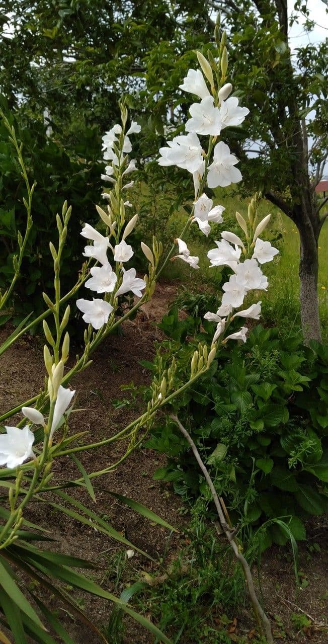 Watsonia 9