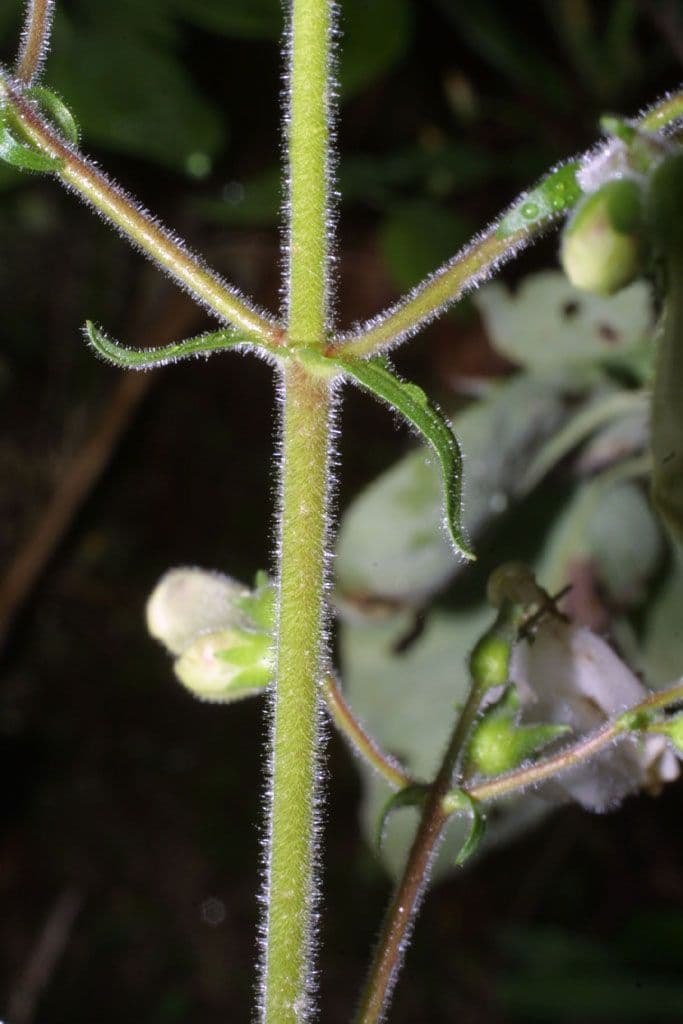Penstemon 16