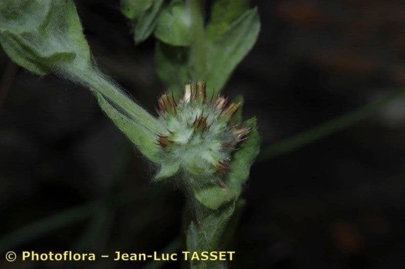 Filago lutea 5