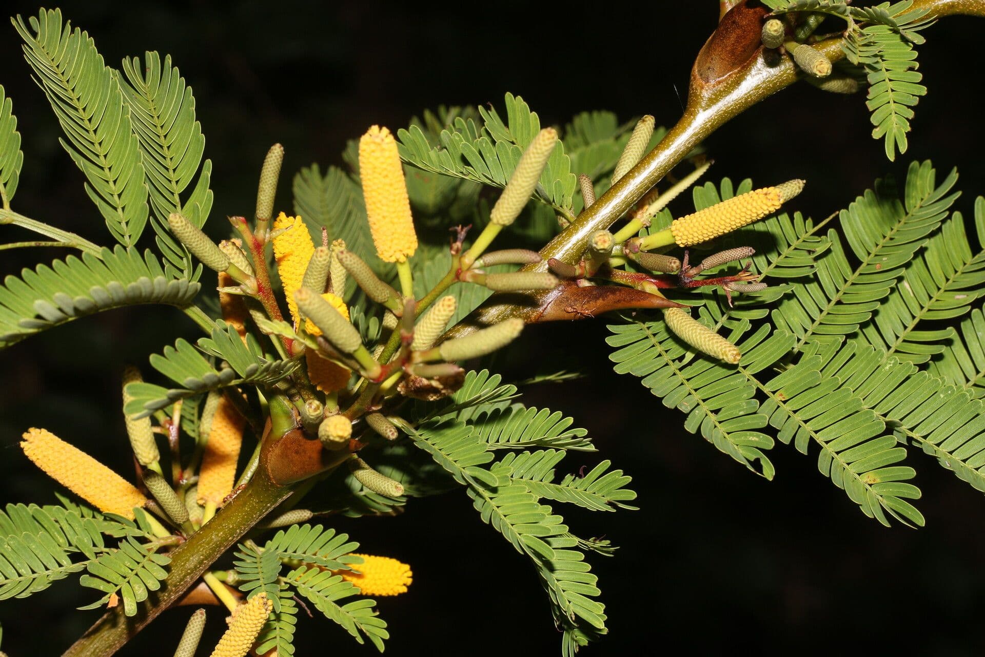 Vachelia Collinsova 2