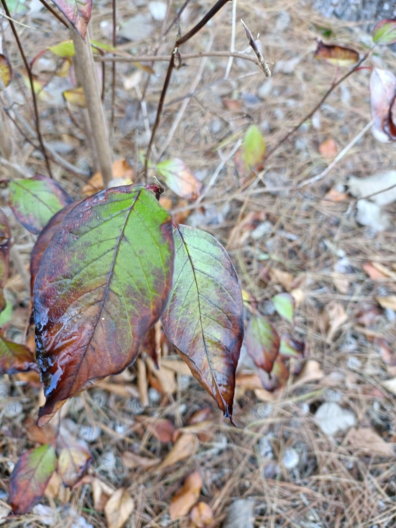 Stewartia ovata 7