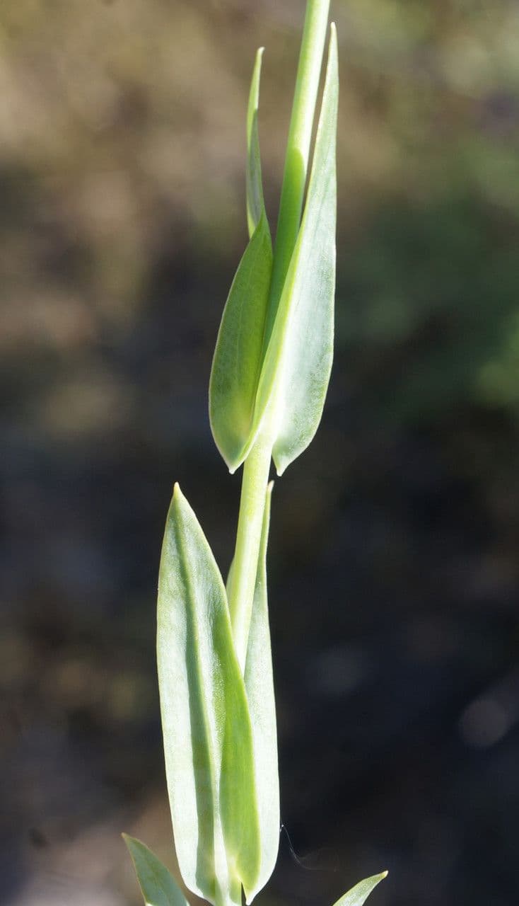 Centaura 17