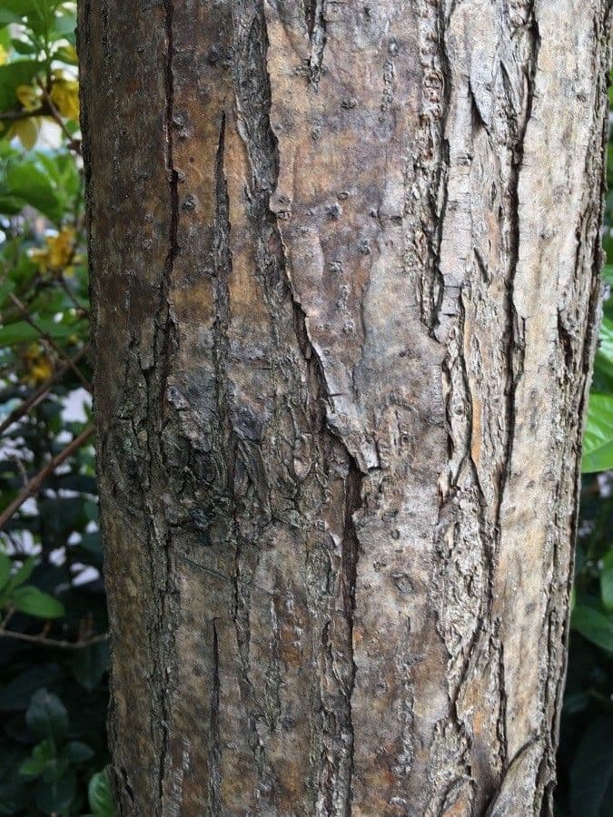 Cedro cinese 25