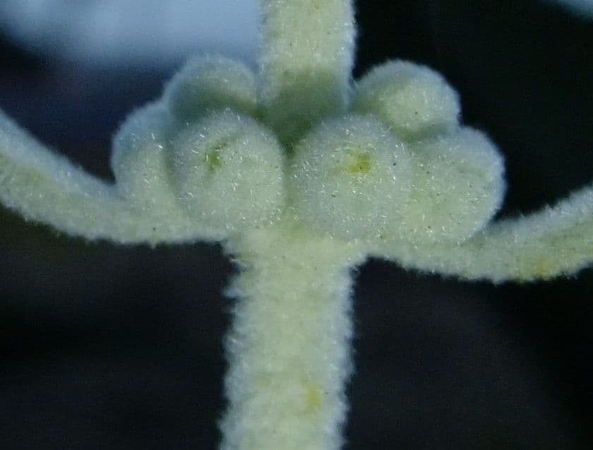 Sideritis 19
