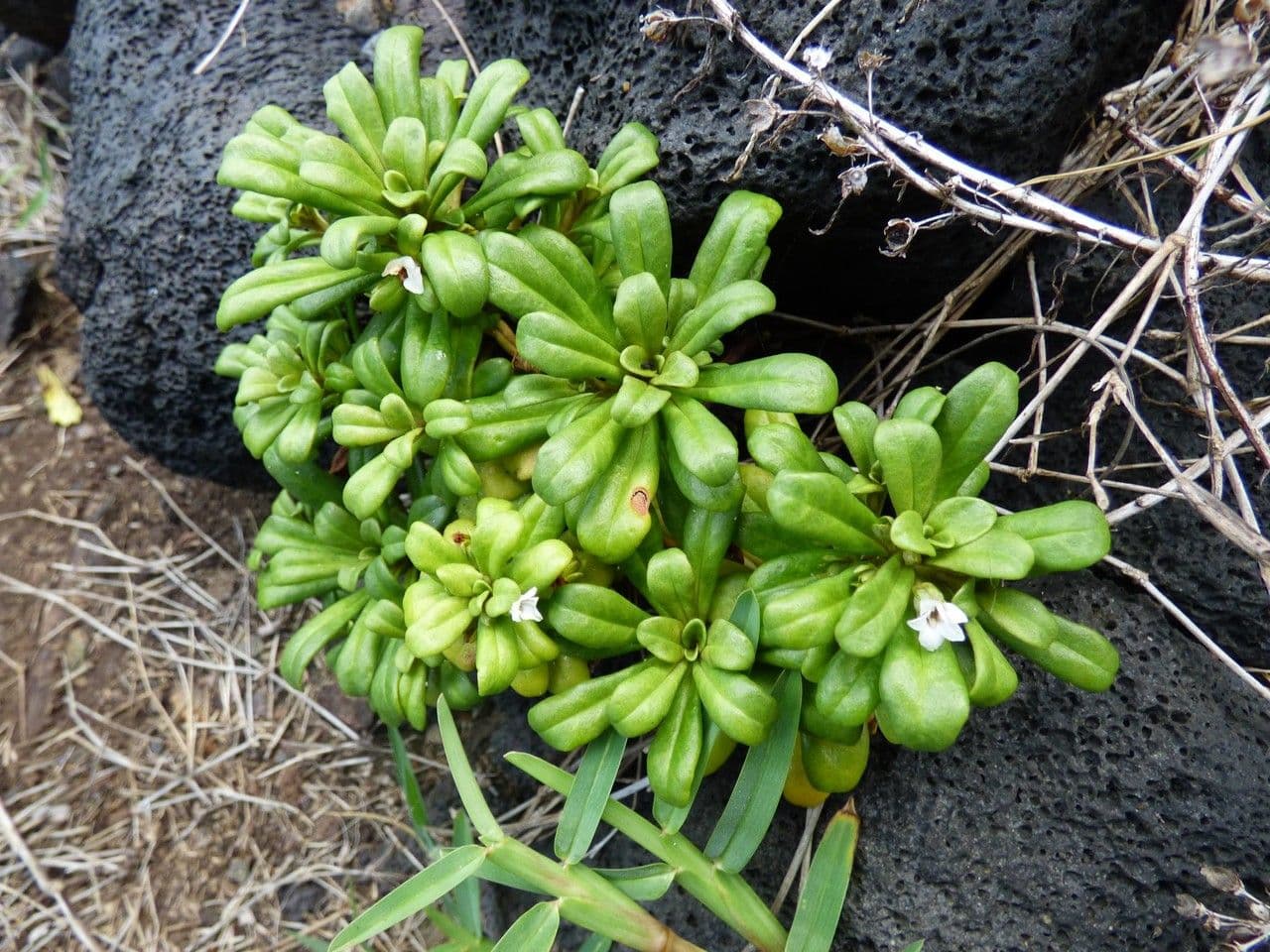 Lysimachia mauritiana 12