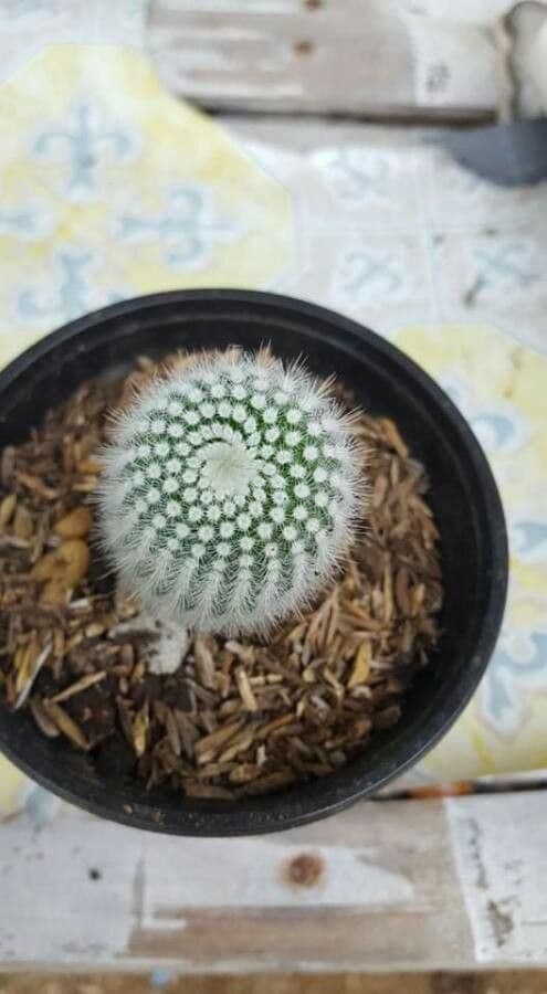 Parodia 5