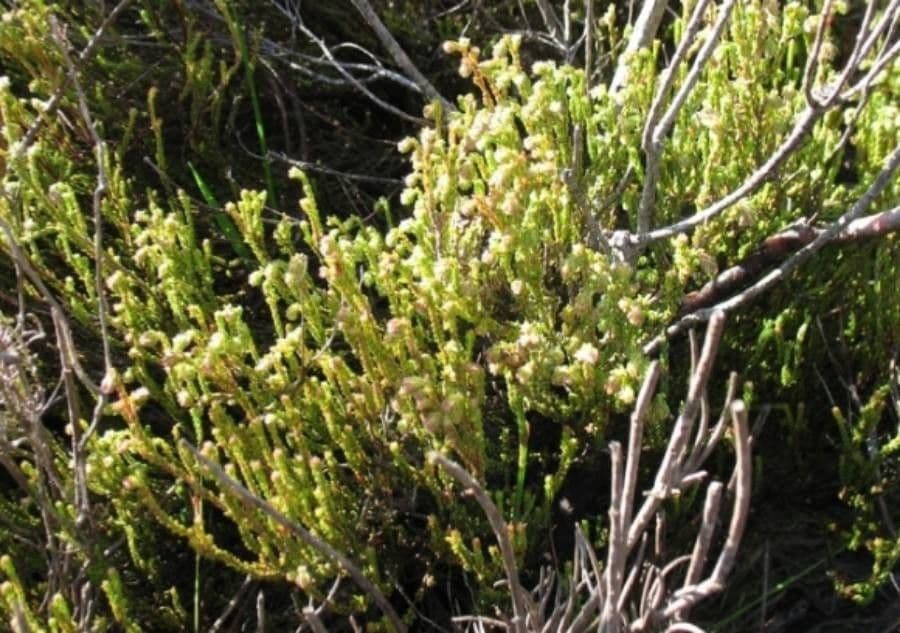 Schönblütige Heide