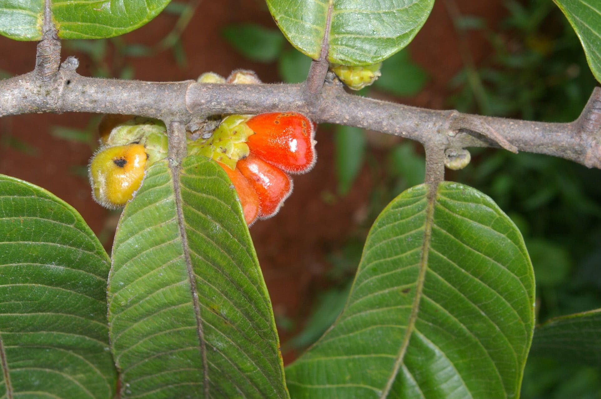 Perebea guianensis 5