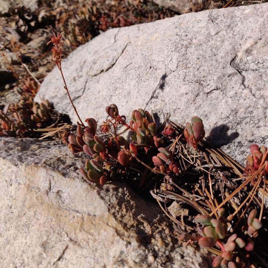Borracina ottusa 16