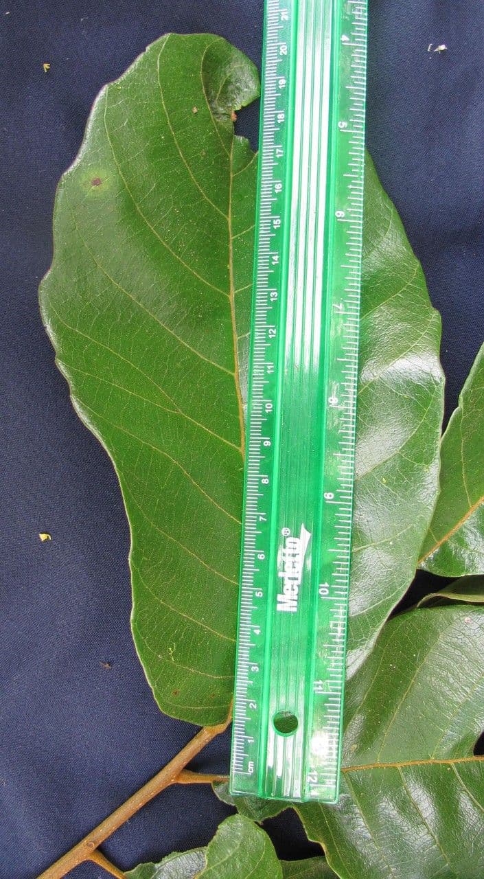 Cupania americká 12