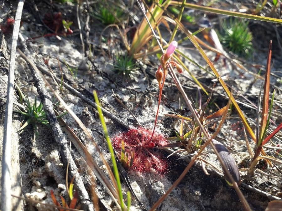 Drosera sessilifolia