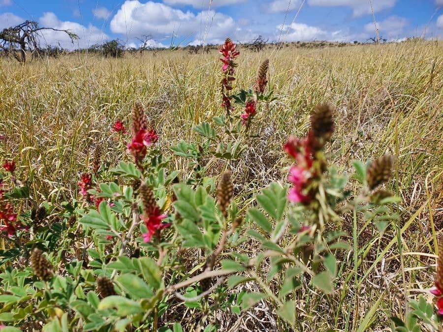 Indigofera 7