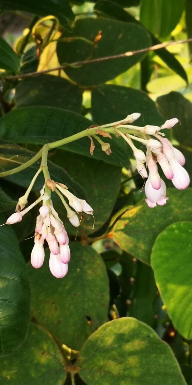 Amalocalyx 3