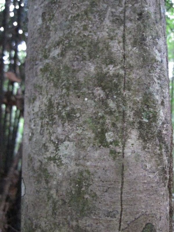 Mouriri 10